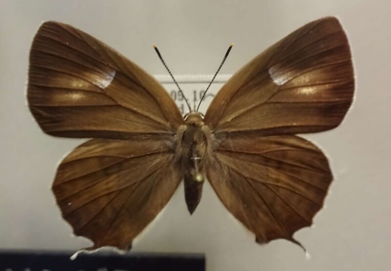 Файл:Favonius saphirinus-F.JPG