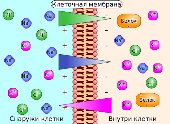 Файл:Membrane potential ions-ru.svg