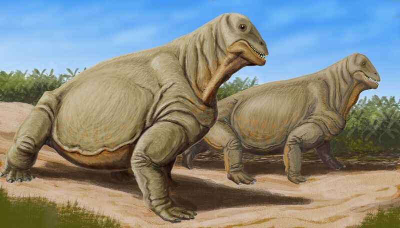 Файл:Moschops capensis.jpg