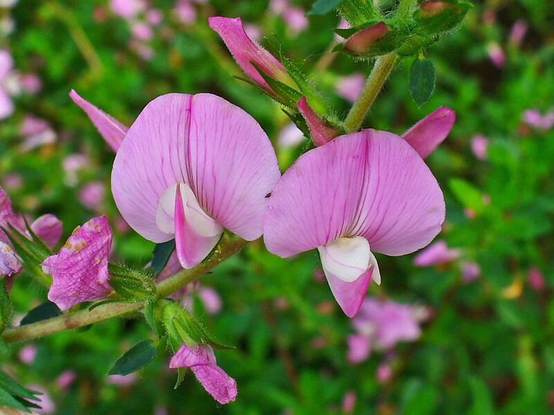 Файл:Ononis spinosa 002.JPG