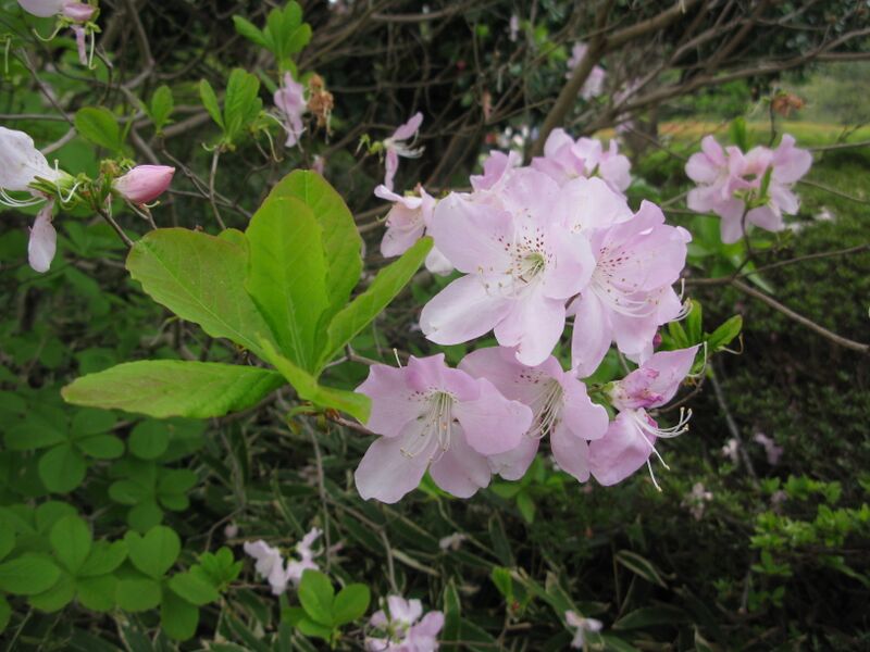 Файл:Rhododendron schlippenbachii 3.JPG
