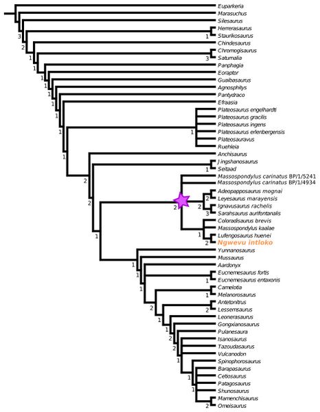 Файл:Sauropodomorpha tree Chapelle 2019.jpg