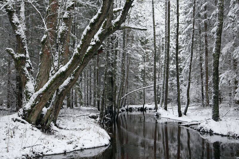 Файл:Tarvasjõgi dets 2013.JPG