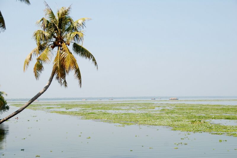 Файл:Arching palm tree.JPG