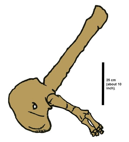 Файл:Aucasaurus forelimb.JPG