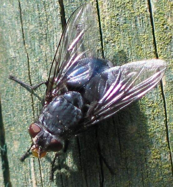 Файл:Calliphora spec.jpg
