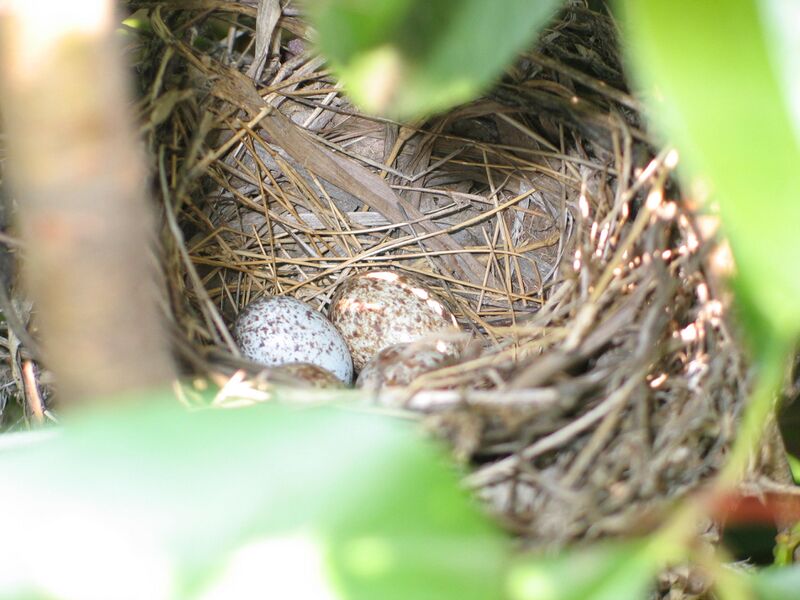 Файл:Cardinal eggs.JPG