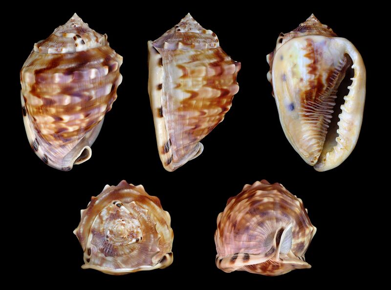 Файл:Cassis flammea 01.JPG