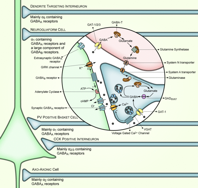 Файл:GABAergic-synapse.gif