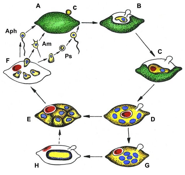 Файл:Generalized life cycle of aphelids..jpg