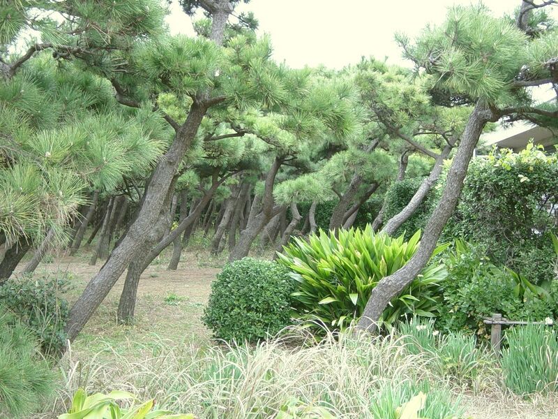 Файл:Jougashima tree.JPG