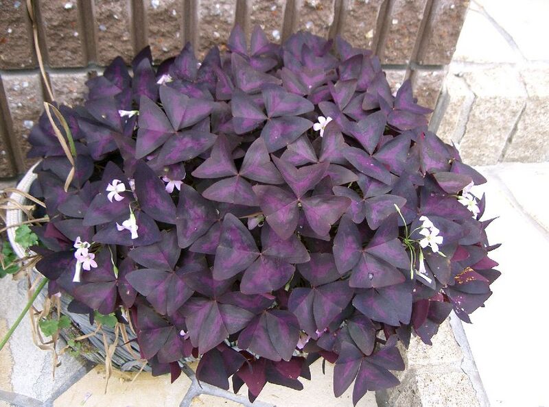 Файл:Oxalis triangularis5.jpg