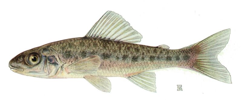 Файл:Percopsis omiscomaycus.jpg