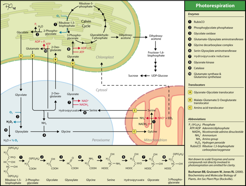 Файл:Photorespiration eng.png