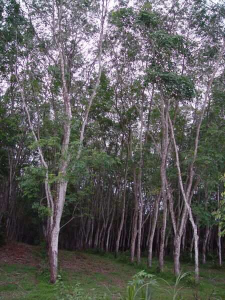 Файл:Rubber tree plantation.JPG