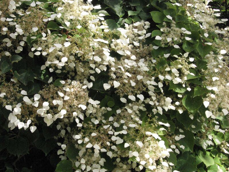 Файл:Schizophragma hydrangeoides 2.JPG