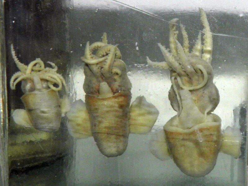 Файл:Sepiola birostrata.JPG