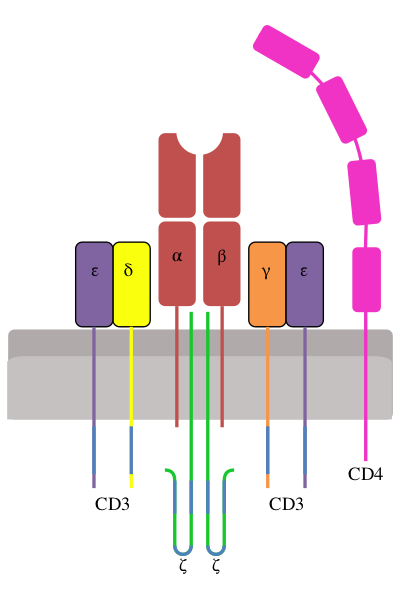 Файл:TCR complex.svg