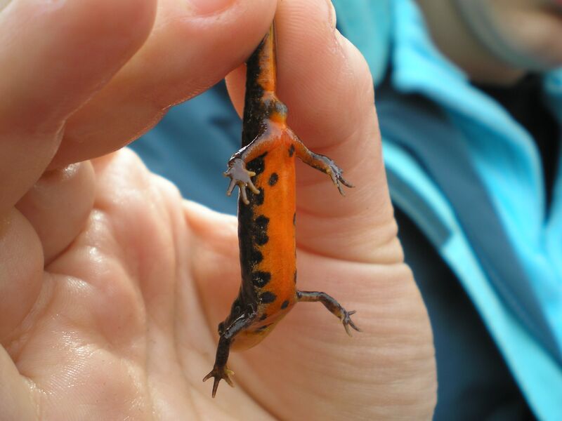 Файл:Triturus boscai.002.JPG