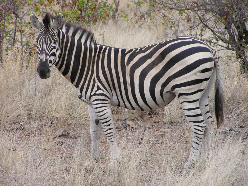 Файл:Zebra Kruger.jpg