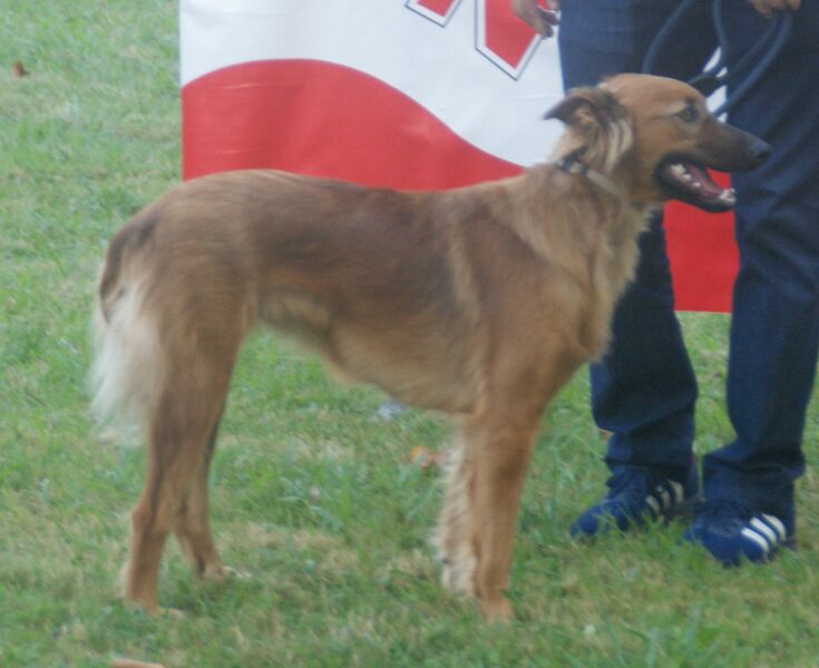 Файл:Basque Herder smooth-haired 3.jpg
