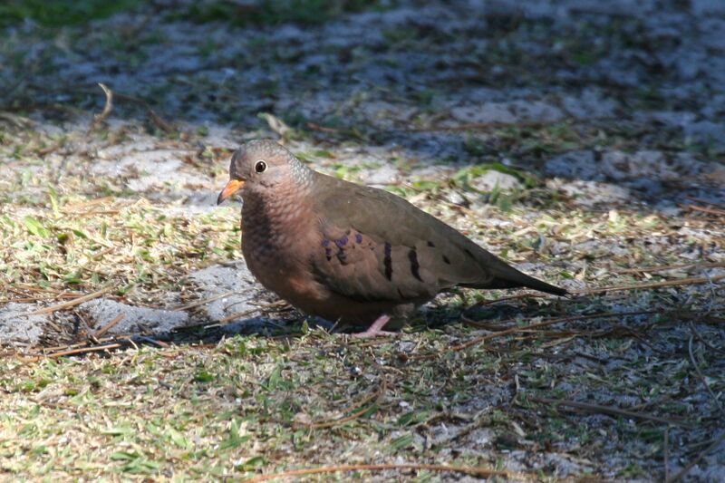 Файл:Common Ground Dove.jpg