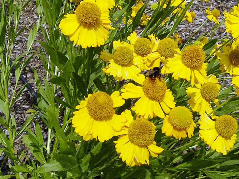Файл:Helenium autumnale Pumilum Magnificum.jpg
