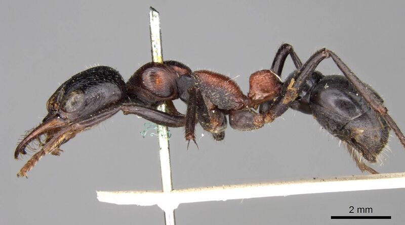 Файл:Myrmecia aberrans CASENT0914029 left profile.jpg