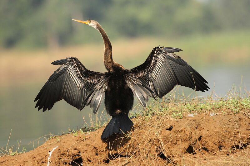 Файл:ORIENTAL DARTER David Raju.jpg