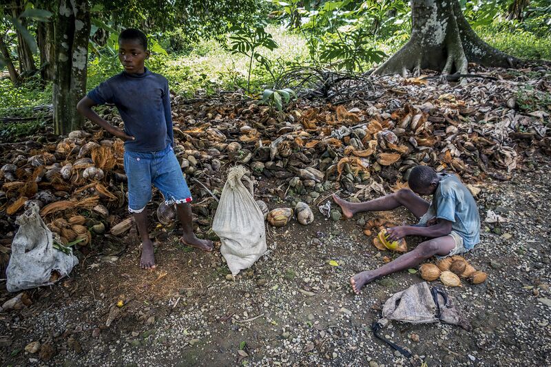 Файл:Picking Coconuts.jpg