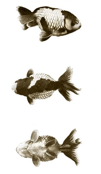 Файл:Ranchu.jpg