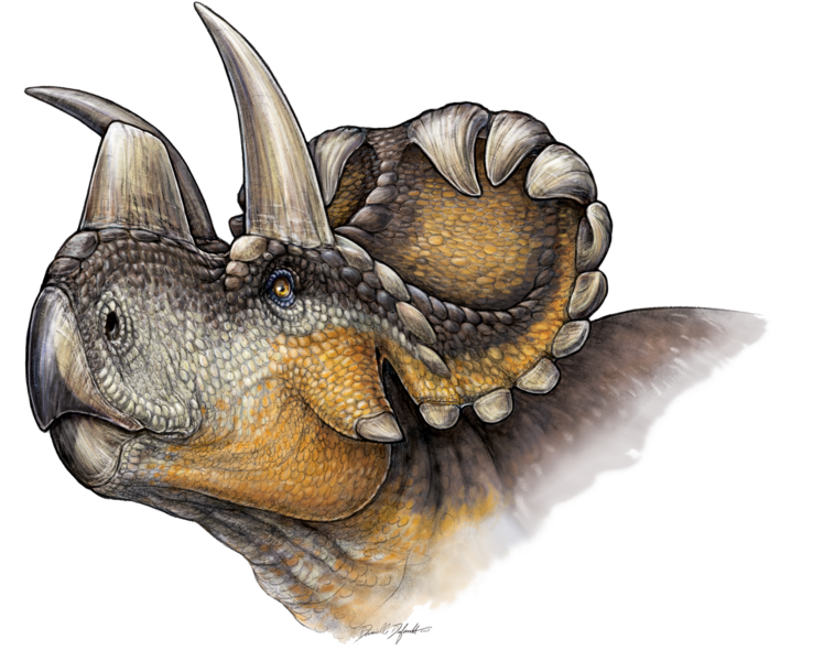 Файл:Wendiceratops restoration.PNG