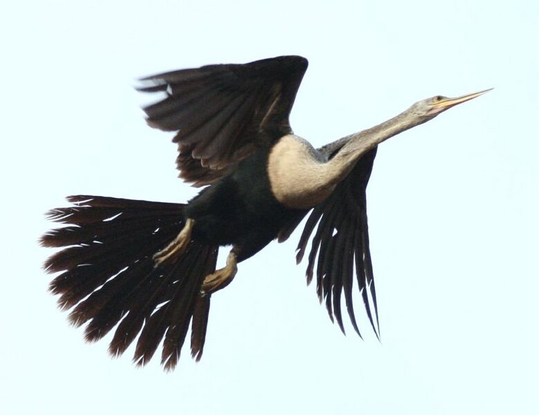 Файл:Anhinga-in-flight.jpg