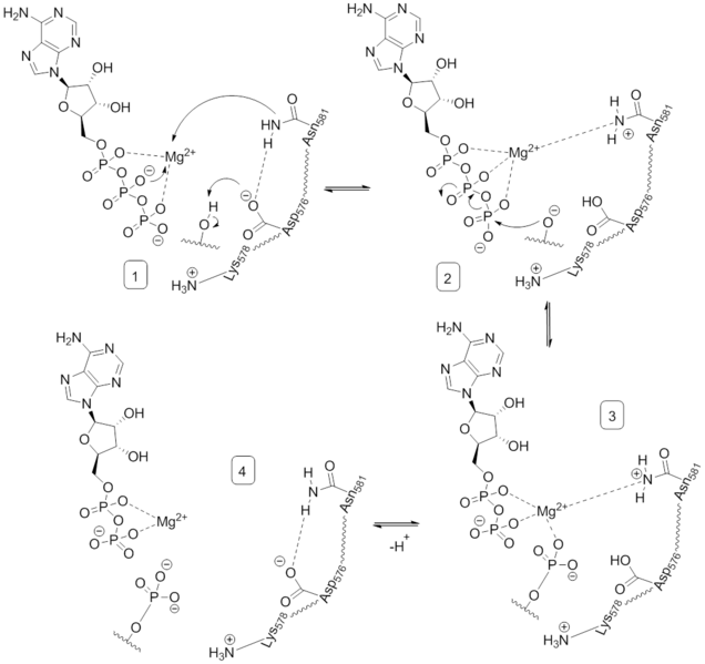 Файл:B-Raf Phosphorylation Mechanism.png