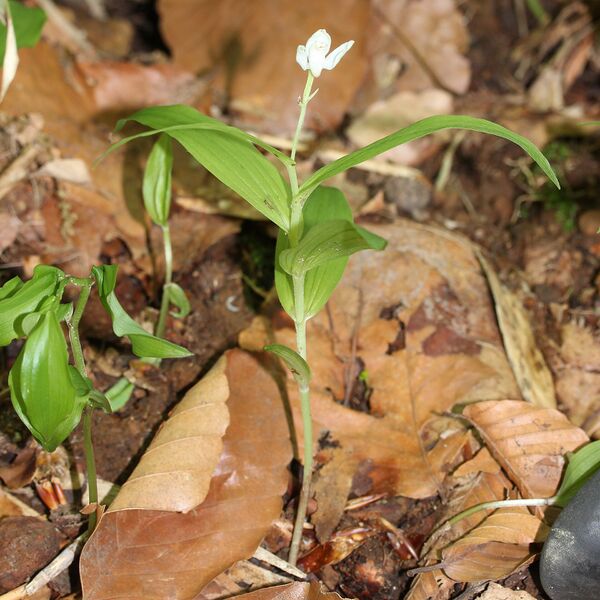Файл:Cephalanthera longibracteata (Mount Haku s2).JPG