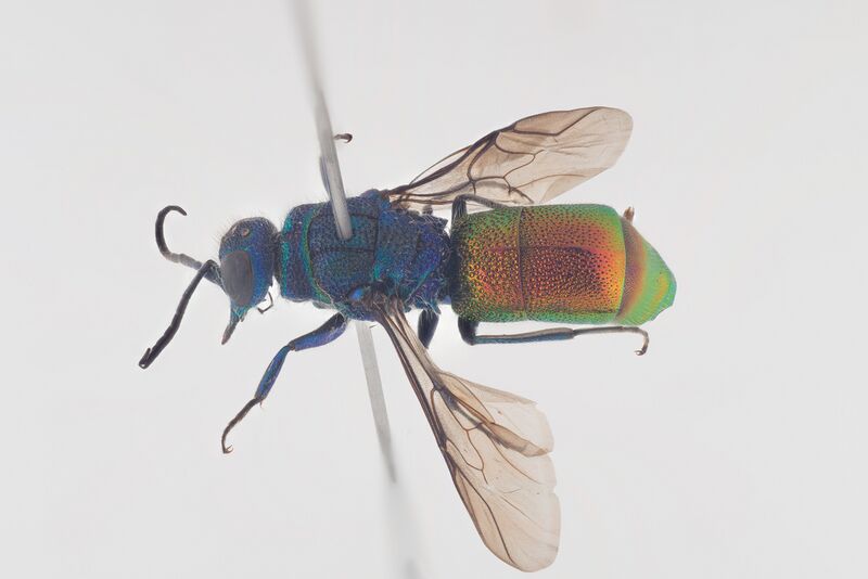Файл:Chrysis longula.jpg