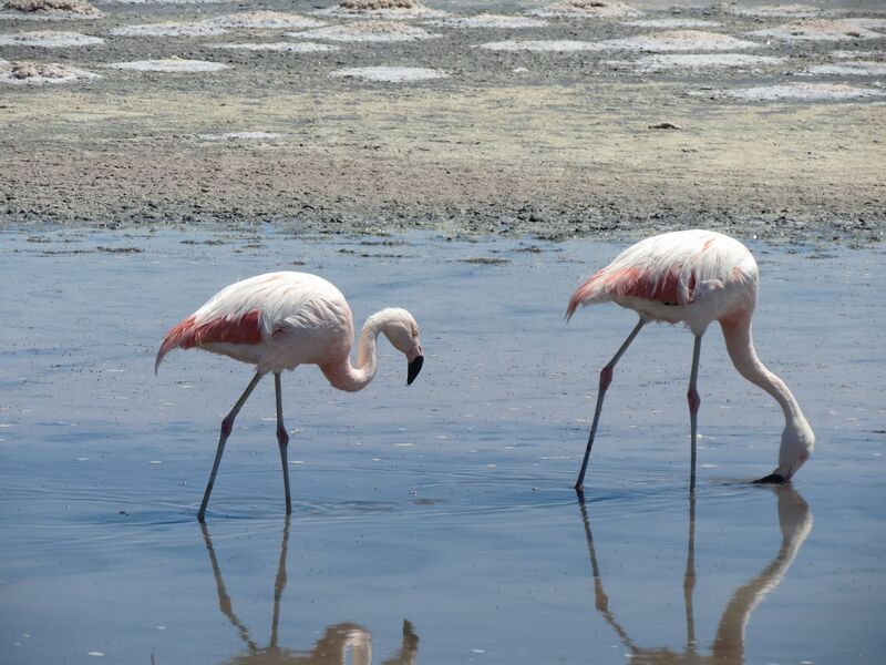 Файл:FLAMENGOS LAGUNA CHAXA.JPG