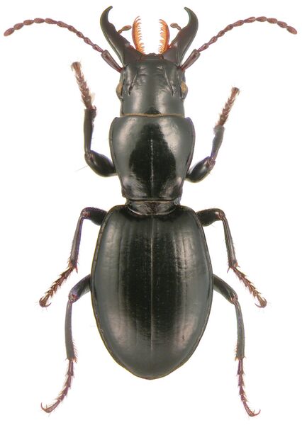 Файл:Promecognathus crassus LeConte - ZooKeys-245-001-g019.jpeg