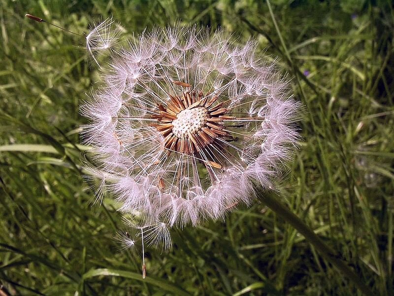 Файл:Pusteblume.JPG