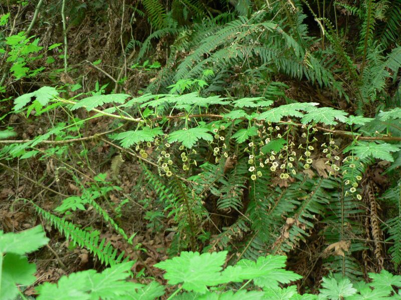 Файл:Ribes lacustre 10507.JPG
