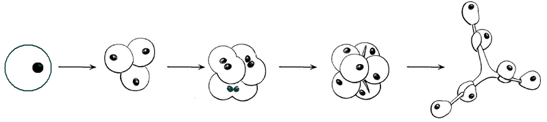 Файл:Spicule synthesis.PNG