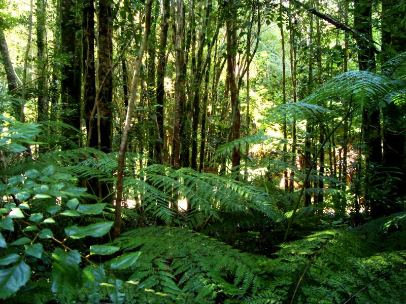 Файл:Valdivian temperate rainforest.JPG