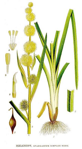 Файл:492 Sparganium simplex.jpg