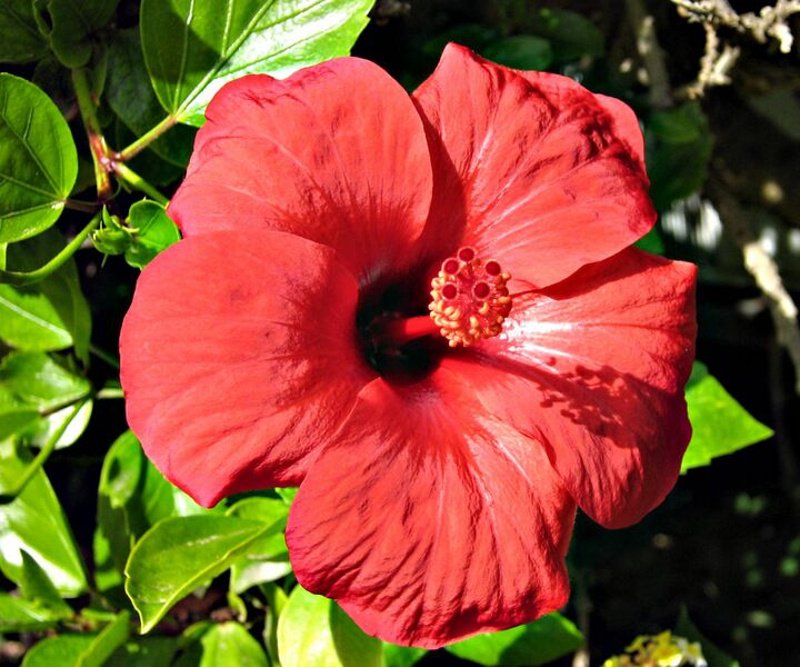 Файл:Flower. Libya.jpg