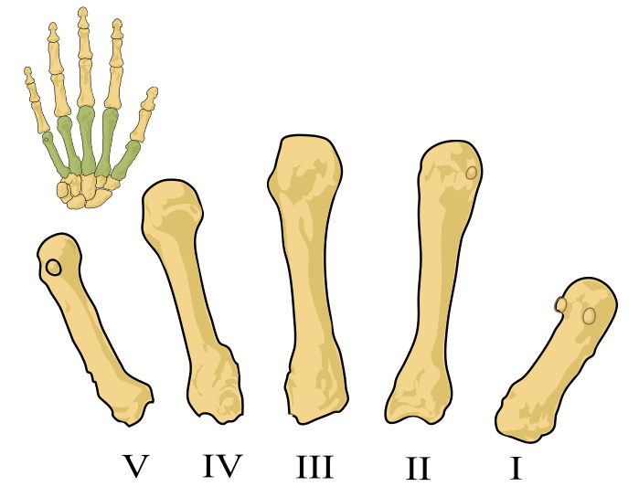 Файл:Metacarpals numbered-en.svg