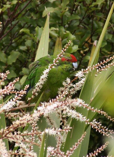 Файл:Redcrown in Cabbage Tree.jpg