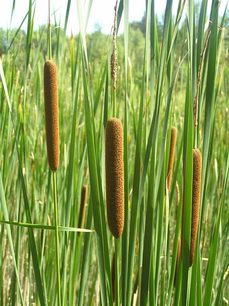 Файл:Typha angustifolia2.JPG