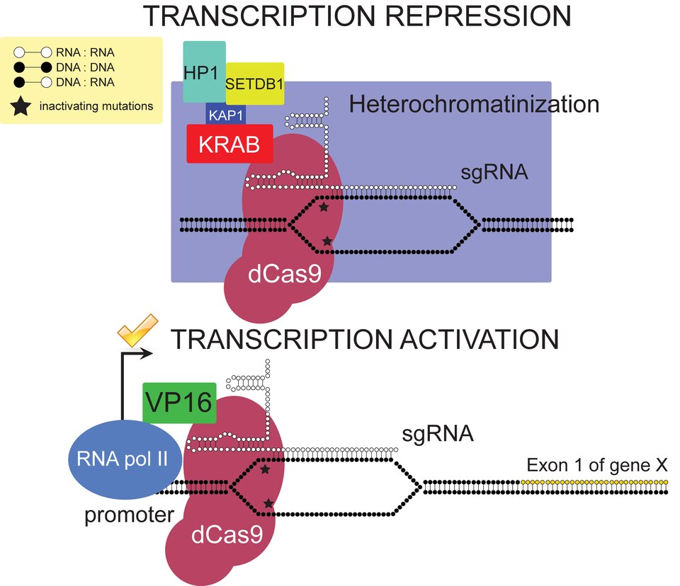 Файл:CRISPR effectors.pdf