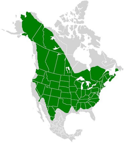 Файл:Colias philodice range map.JPG