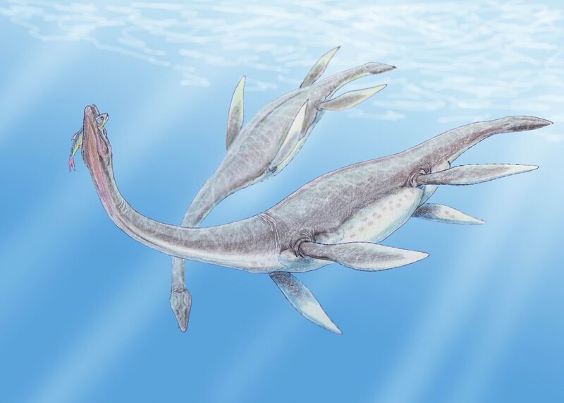 Файл:Plesiosaurus 3DB.jpg